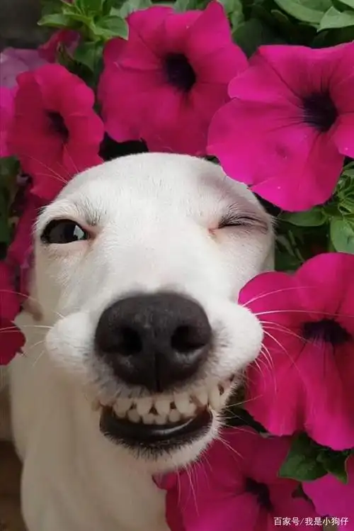 抓拍汪星人搞怪瞬间,爱笑爱漂亮的大白狗,11种表情包太可爱了