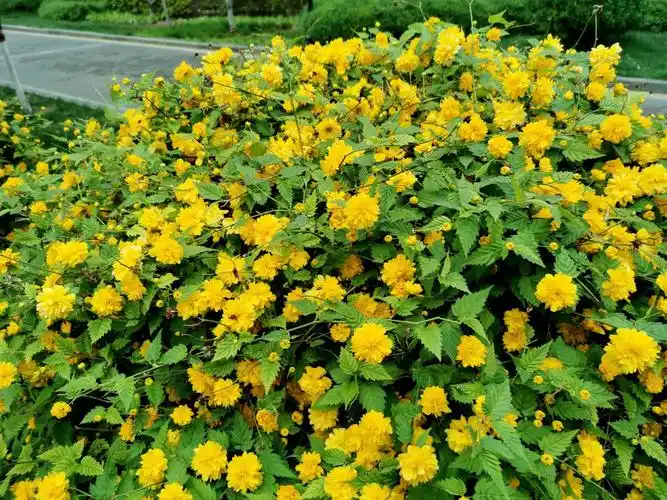 棣棠花(又名"三月花")