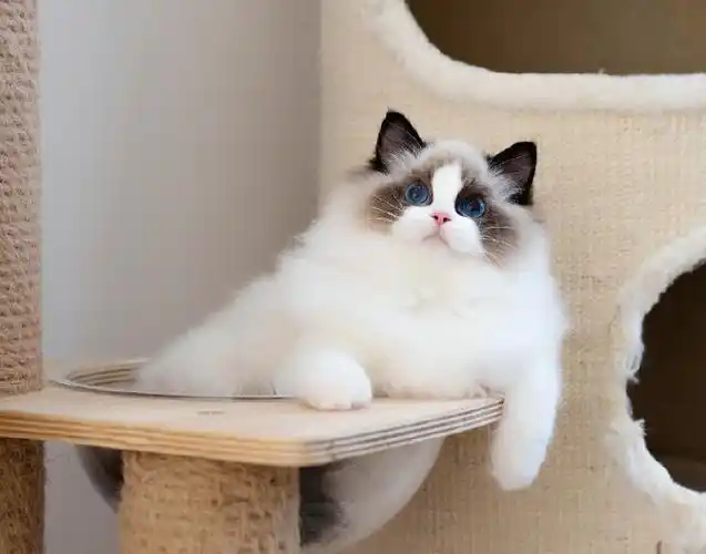 布偶猫多少钱一只幼崽图片(布偶猫多少钱一只幼崽)_大全-幸福起航