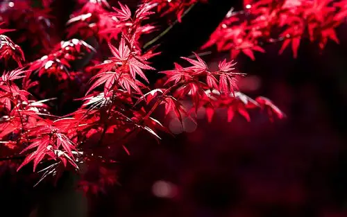 热情如火的红枫桌面壁纸