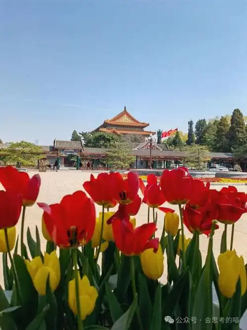 北京顶流,中山公园郁金香真的开了~追花可以安排起来啦