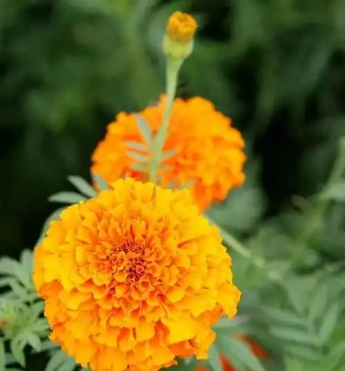 什么花的花语是平安健康 代表健康平安幸福的10种花卉