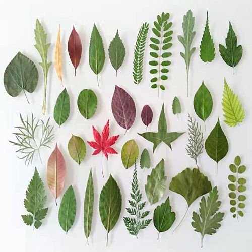 树叶标本-特价促销-优惠券领取-价格|多少钱|什么牌子好-35优惠券网站