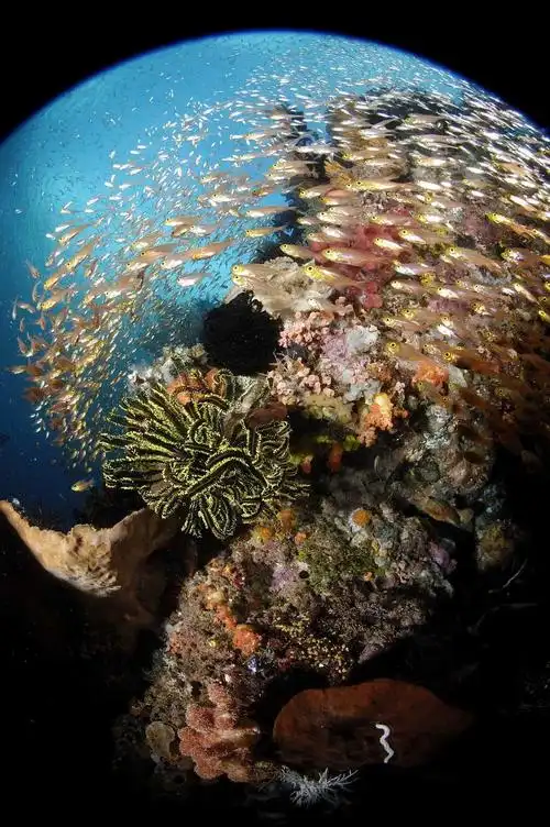 《海底世界》:另一个精彩的世界
