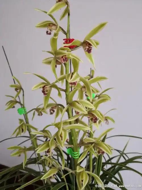 2019---蕙兰花开-蕙兰篇-中国兰花交易网社区