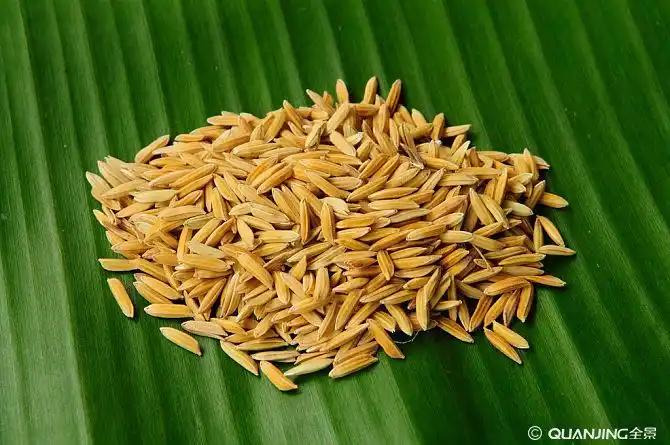 稻米图片_图片大全