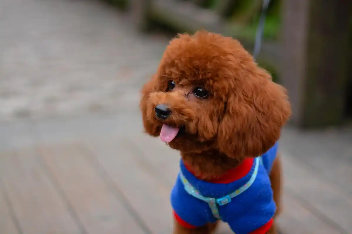 宠物知识,掉毛最厉害5种狗狗,最严重的第五种竟还被深受喜爱