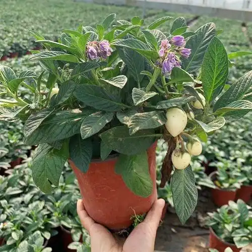 人参果苗子带果盆发货秧嫁接苗子农家阳台盆栽四季蔬菜苗孑包邮