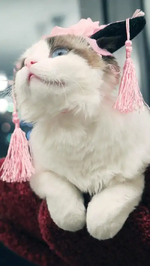 乖巧可爱猫咪图片手机壁纸