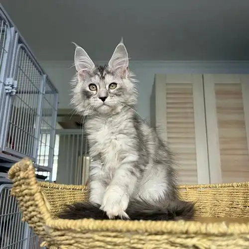 缅因猫浅银三花妹妹5500