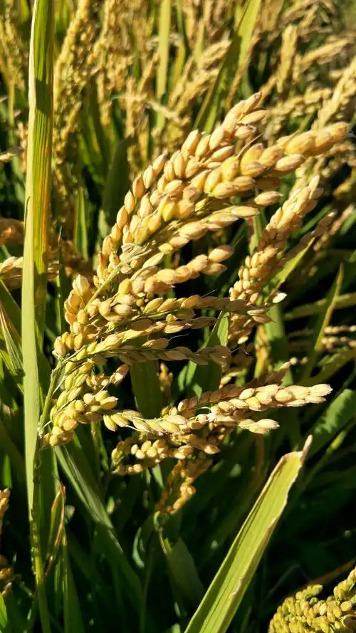 金黄色的稻穗,摇曳成熟的喜悦