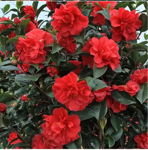 棕榈四季茶花盆栽新品种重瓣型山茶花夏梦系列开花不断四季带花苞7年