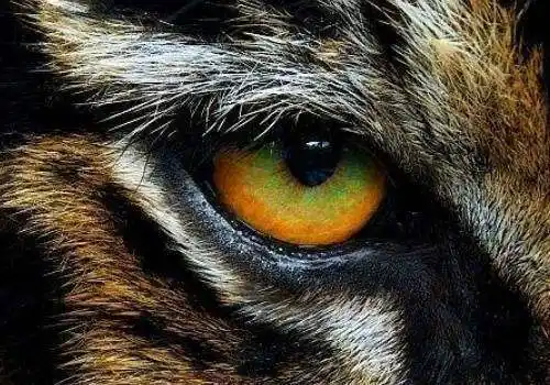 心理学下面4个老虎的眼睛哪个最凶测你的智商有多高