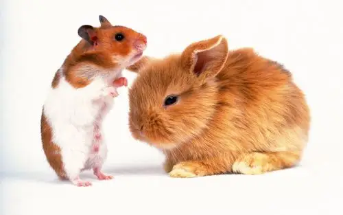 可爱兔子宽屏壁纸_动物_太平洋电脑网