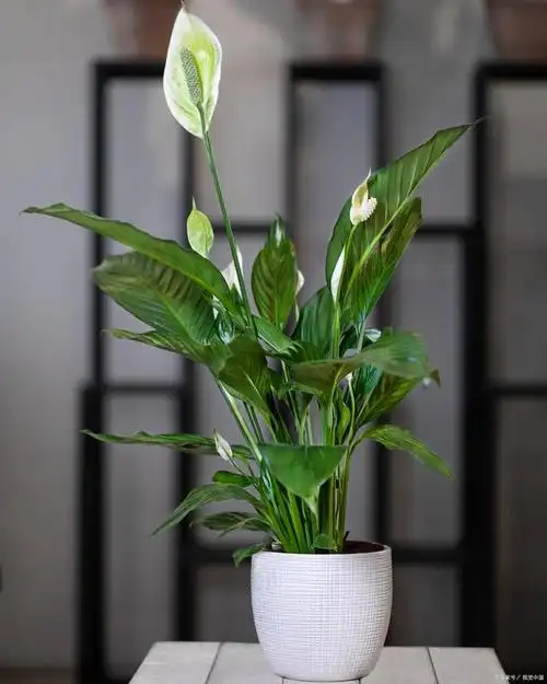 52种家庭常见绿植盆栽来看看有喜欢的嘛