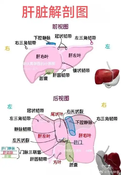 一图看懂;肝脏的解剖图