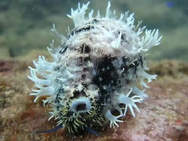 p>白星宝螺(学名:lyncina vitellus vitellus)是腹足纲宝螺科的 a