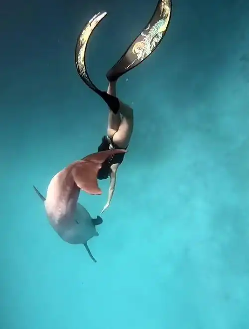 极品身材的泳衣美女,潜水时竟能这么自然,游泳姿势好美!