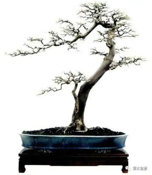 岭南盆景枝托谈