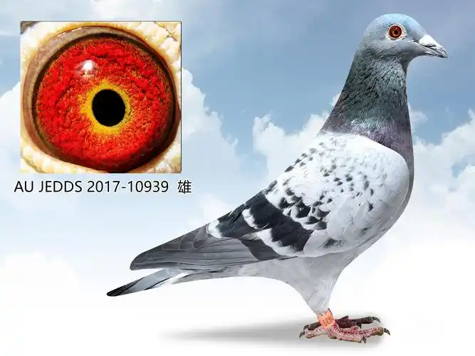 甘纳斯"顶级明星"