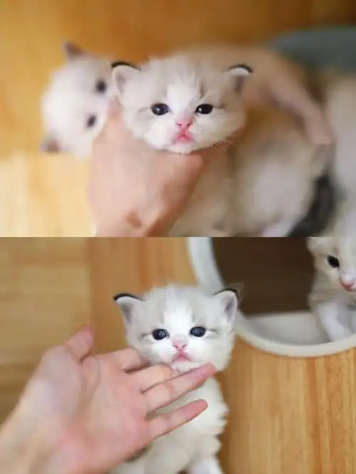 布偶猫又一窝小朋友满月啦