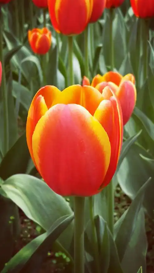 世界名贵《郁金香》