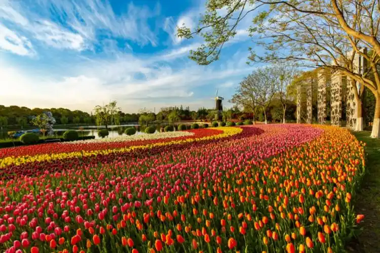 郁见最美四月天上海鲜花港郁金香进入盛花期