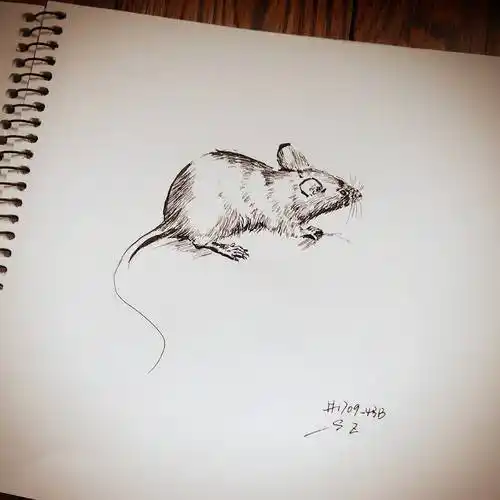 cn/artid/632629 一只老鼠素描,17×17cm,2017非卖品 390次浏览 赵功