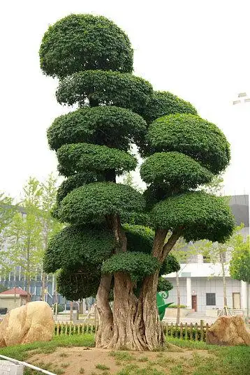 罗汉松图片_罗汉松高清图片_全景视觉