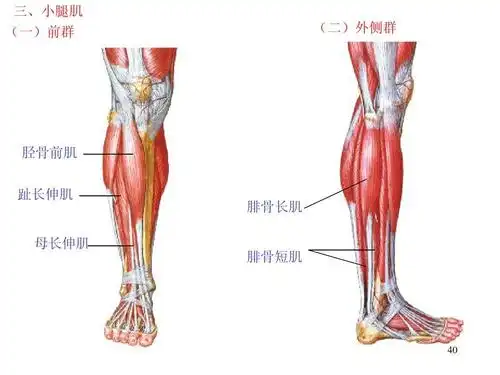 运动解剖学(肌学)ppt_word文档在线阅读与下载_无忧文档