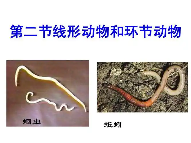 第二节线形动物和环节动物 蛔虫 蚯蚓