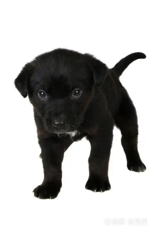 黑色小狗