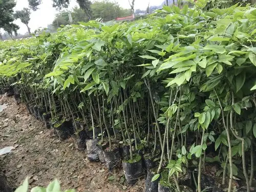 供应海南黄花梨树苗海南黄花梨树苗批发