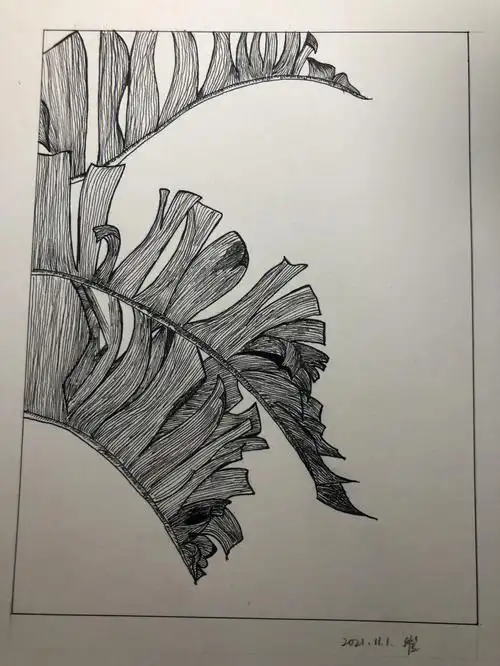 笔控练习线描芭蕉叶