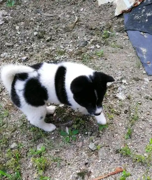 这不有人听说网友弄了一只黑白花的土狗,说头上有道闪电,这就陆续的有