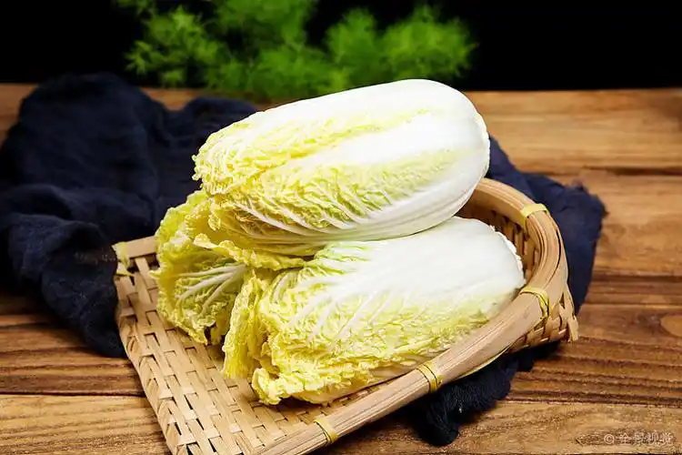 娃娃菜白菜图片_娃娃菜白菜高清图片_全景视觉