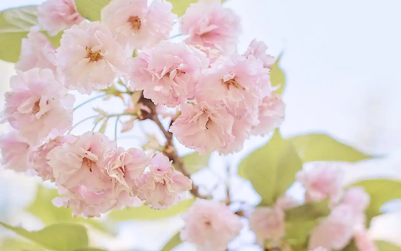 樱花唯美高清图片电脑桌面壁纸