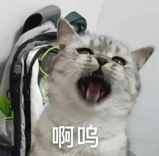 表情包小猫来啦#表情包  #搞笑表情包  #鱼  #铲屎官  #我家宠物好