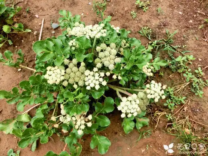 北沙参 -- 北沙参图片识别 北沙参的功效与作用