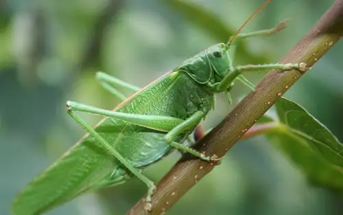 蝗虫,昆虫微距摄影 iphone 壁纸