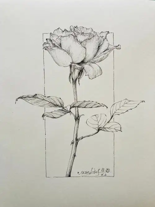 1和手帐素描本#画画的日常  #针管笔手绘  #玫瑰花  #每日一画  #钢笔