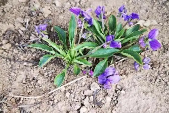 人称"消肿草"却是"美肤之花",可当茶饮,春季采摘正当时