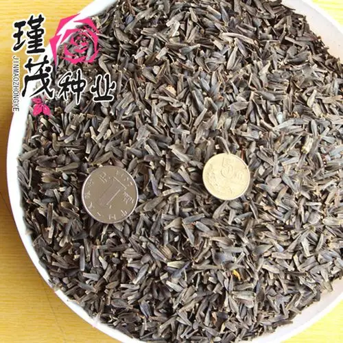 批发大小丽花种子庭院阳台 行道绿化花卉种子 花期长耐寒