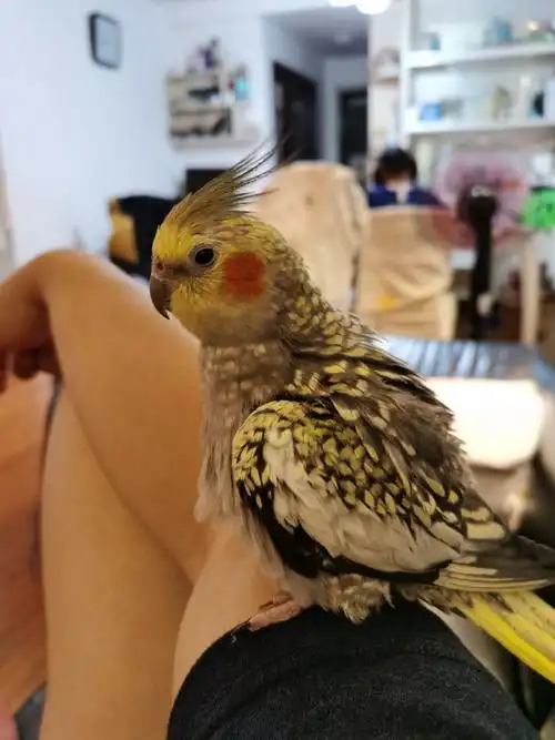 玄凤黄化珍珠公和珍珠母配对会出什么色