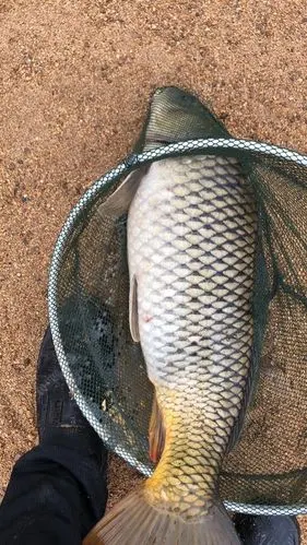 12.8斤大只野生鲤鱼