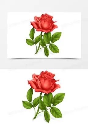 玫瑰手绘图片素材