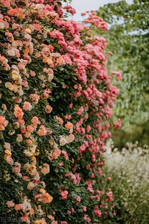惊艳漂亮花朵大图壁纸素材,自然花海风光_网易订阅