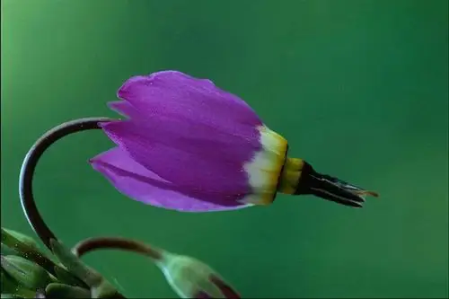 昙花一现,只为韦陀,惊鸿一瞥,刹那永恒