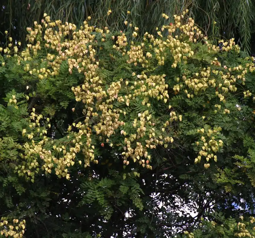 栾树,挂满灯笼的灯笼树