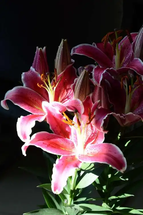 百合之东亚最美丽的百合花…美丽百合